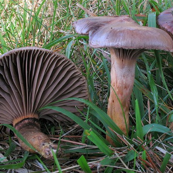 Champignon pin champignon (violet)