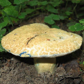 Ecchymose aux champignons