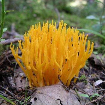 Champignon Kalocera adhésif (cornes, cuisses de cerf)