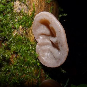 Auriculaire auriculaire (Auricularia auricula-judae)