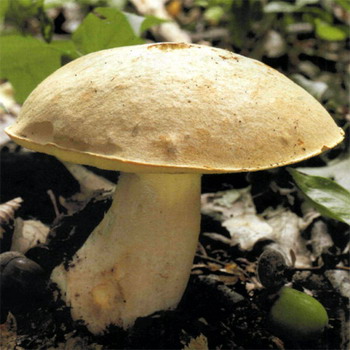 Champignon mi-blanc