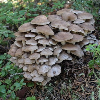 Aviron bondé: photo et description