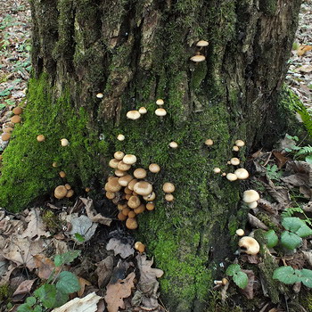 Psatirella aime l'eau