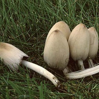 Encre de Coprinus ou gris