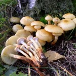 Ognevka en aulne ou en aulne