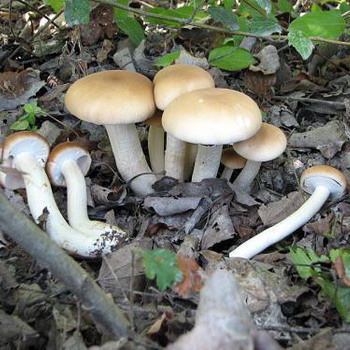 Campagnol cylindrique