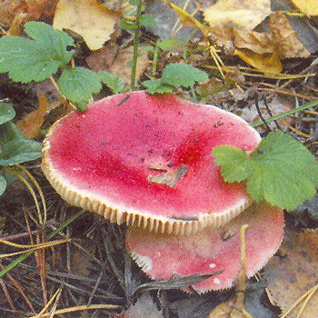 Attention Champignons toxiques mortels!