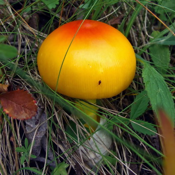 Amanita poisonous: photo et description