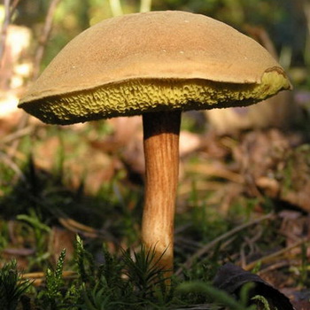 Champignon de chèvre: photo, description