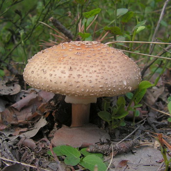 Amanita comestible: photo et description