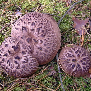 Champignon de Blackberry: photo et description
