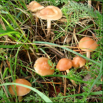 Champignons Champignons Champignons: photo et description