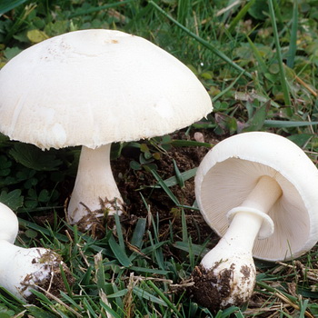 Champignon Volvarilla et son espèce photographique & # 8211; tête belle et muqueuse