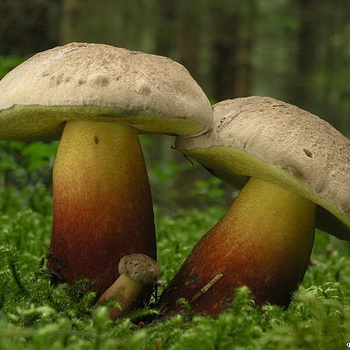 Champignons non comestibles (beaux et enracinés)