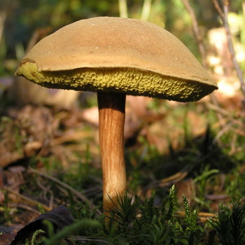 Champignons champignons: photo, description