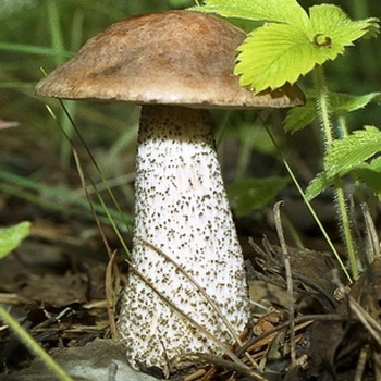 Boletus: photo, description du champignon