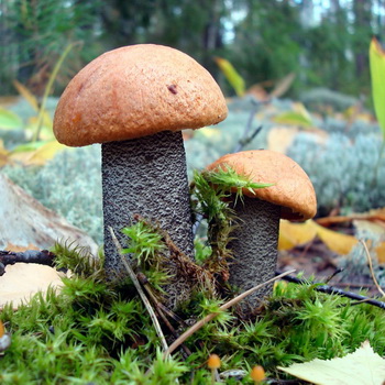 Champignon Boletus: photo et description