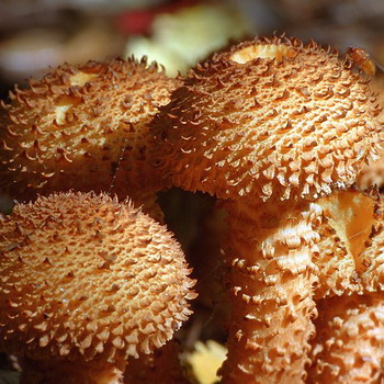 Flocons comestibles: photo et description du champignon