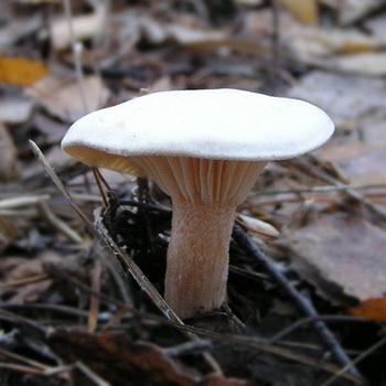 Champignon sous-marin et photo. Suspension (Ivishnya)