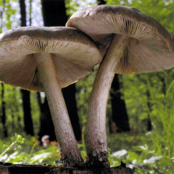 Fouets aux champignons: description de l'espèce