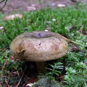 Lactation (lactaire) non comestible