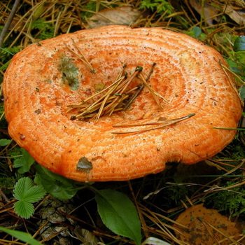 Rousses & # 8211; champignons comestibles: photo et description