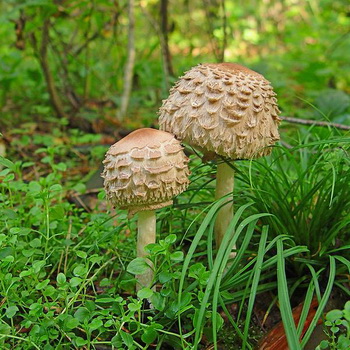 Champignons parapluie comestibles: photo et description