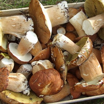 Traitement, stockage de champignons à la maison