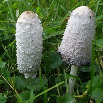 A quoi ressemblent les champignons de fumier