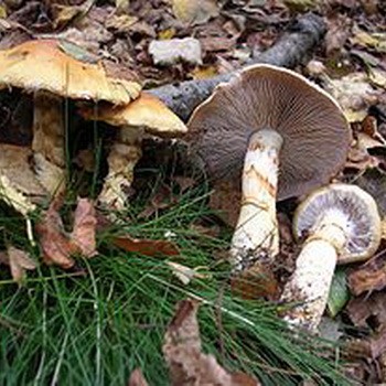 Champignons de toile d'araignée et leurs variétés