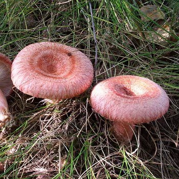 Photo et description champignons comestibles