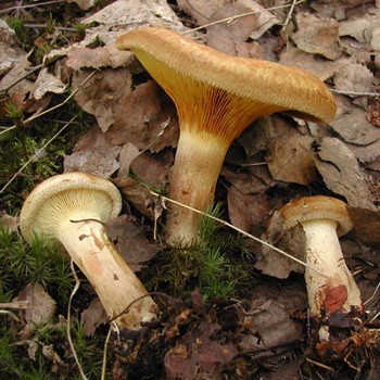 Graisse de porc aux champignons: photos et description