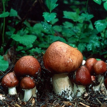La teigne des champignons: description et culture