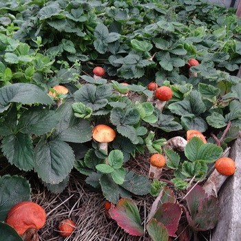 Culture de champignons forestiers bricolage dans un chalet d'été