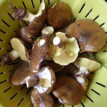 Huile de traitement pour l'hiver à la maison