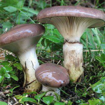 Comment identifier les fausses huiles: conseils pour les cueilleurs de champignons