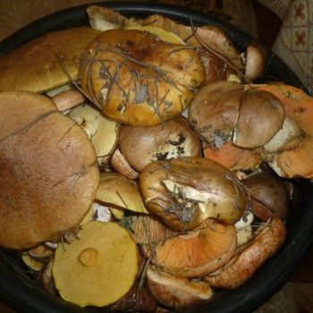 Les vers dans les huiles et comment s'en débarrasser