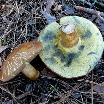 Pourquoi les champignons gras sont-ils devenus violets après la cuisson?