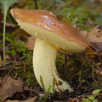 Faux intoxication à l'huile: symptômes et premiers secours