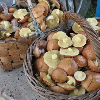 Que faire avec les huiles: préparations pour l'hiver