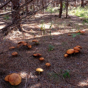 Où collecter l'huile: les meilleurs endroits en banlieue