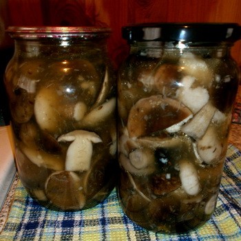 Quels champignons sont le mieux marinés pour l'hiver