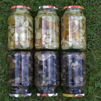 Sous lequel couvre les champignons de cornichon: conseils pour les ménagères