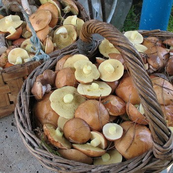 Stockage huilé pour l'hiver dans le réfrigérateur et le congélateur