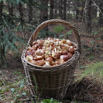 Les huiles collectées et raffinées peuvent-elles être laissées pendant la nuit?