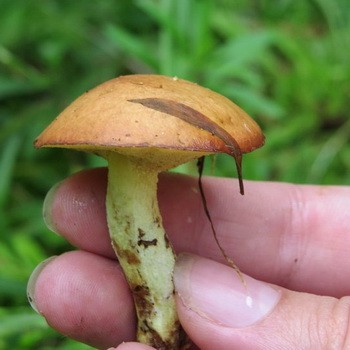 Huile de traitement: comment éplucher les champignons