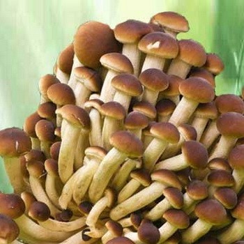 Transformation et conservation des champignons au miel à la maison