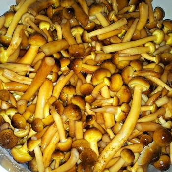 Nettoyage rapide des champignons avant la cuisson