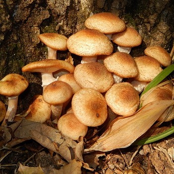 Champignons au miel dans la région de Lipetsk: où cueillir des champignons