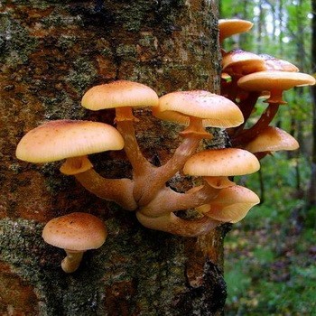 Champignons au miel dans la région de Koursk: où les trouver et quand les cueillir